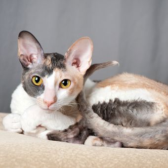 Ilustrasi kucing Cornish rex.