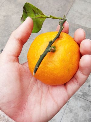 Ilustrasi jeruk ponkan