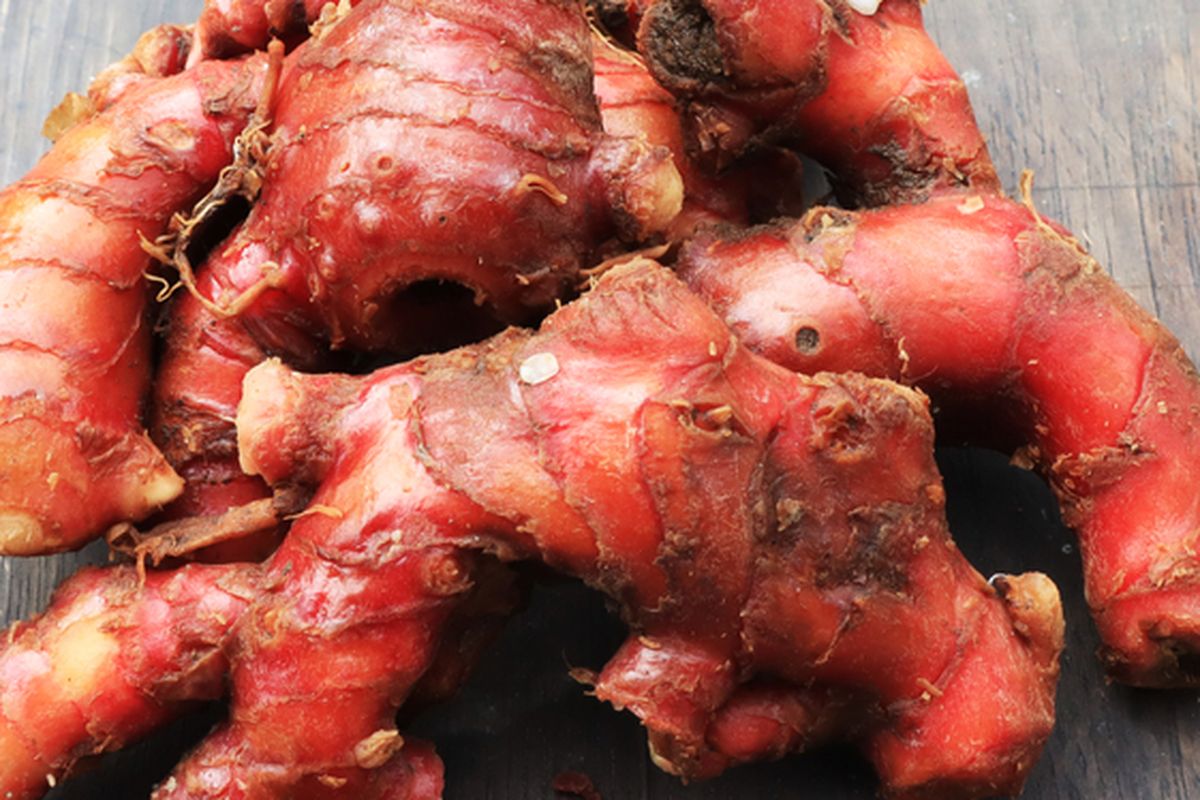 Ilustrasi jahe merah. 