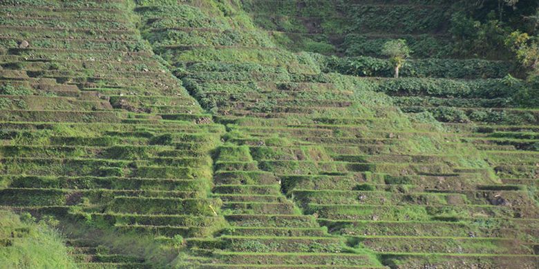 Persawahan Lingko Ker di Kampung Ker, Kelurahan Goloru, Kecamatan Kuwus, Manggarai Barat, Flores, NTT, Minggu (31/3/2019). Ini merupakan salah satu destinasi wisata alam di Lembah Ranggu-Kolang Flores Barat.