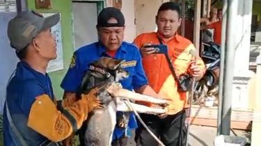 Damkar Kota Pasuruan Evakuasi Anjing Liar yang Bikin Resah Warga