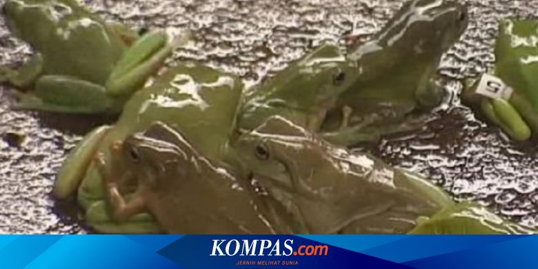 Ada Lomba Kodok Di Australia Bantal leher lucu motif karakter kartun, ada kepala boneka di ujung kiri dan kanan bantal leher. ada lomba kodok di australia