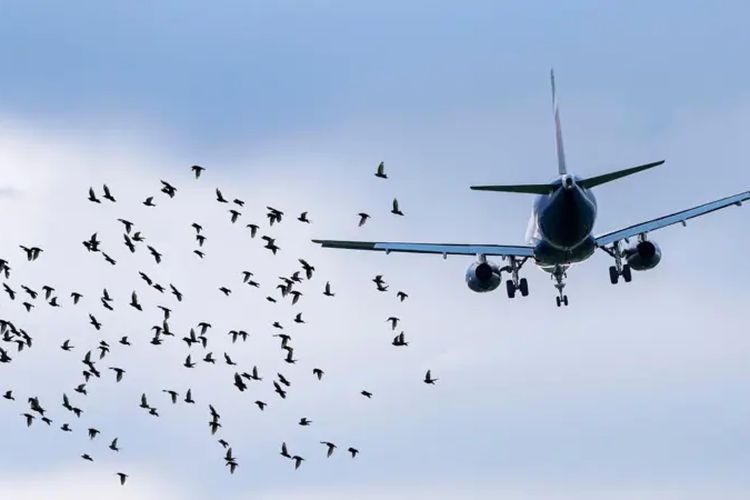 Kecelakaan Jeju Air, Mungkinkah Kawanan Burung Penyebabnya? 