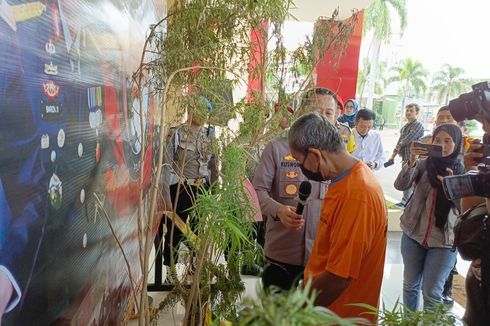 Lansia di Bandung Tanam 20 Batang Ganja di Rumahnya, Berdalih untuk Berobat