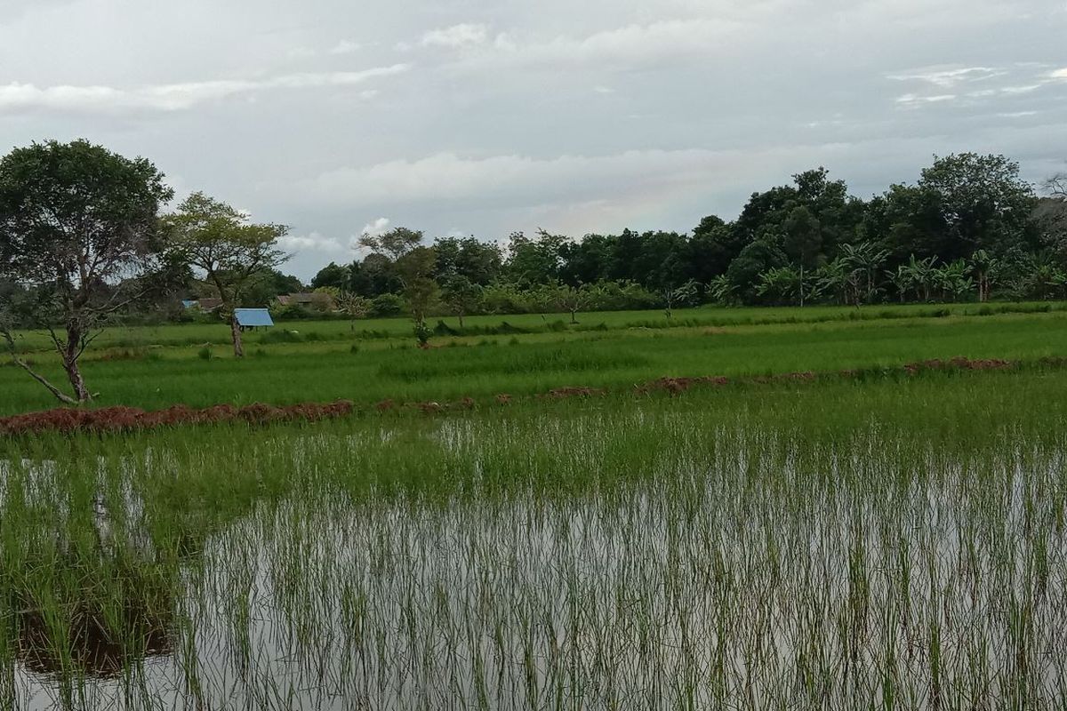 Ilustrasi sawah.