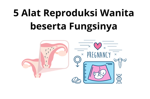 5 Alat Reproduksi Wanita beserta Fungsinya