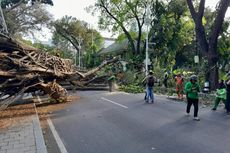 30 Petugas Gabungan Diterjunkan Tangani Pohon Beringin Tumbang di Menteng