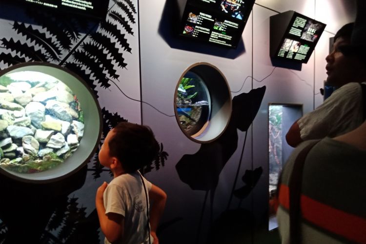 Wisatawan anak-anak mengamati kehidupan ikan karang di aquarium-aquarium kecil Churaumi Aquarium, Okinawa, Jepang, Sabtu (30/6/2018).