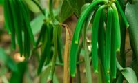 Ketika Vanili Menjadi Harapan Petani