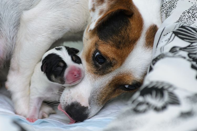 Penyebab anjing suka menggigit juga mungkin karena melindungi sesuatu.