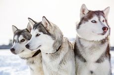 Siberian Husky Dapat Berbicara dan Mengerti Ucapannya, Betulkah? 