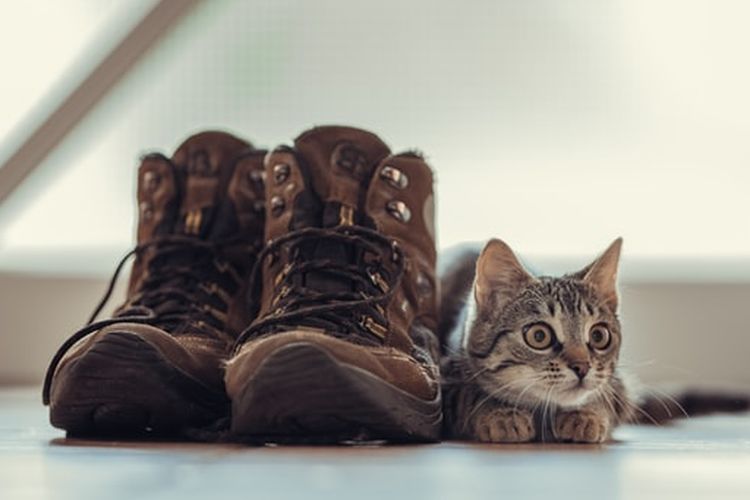 Ilustrasi kucing mengendus dan menggigit sepatu