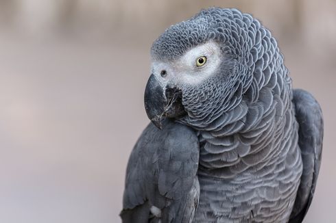 Apa Rahasia Panjang Umur Burung Beo yang Bisa Hidup hingga 30 Tahun?