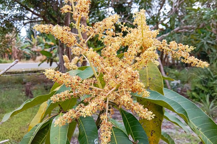 Ilustrasi bunga mangga.