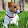 Di Inggris, Anjing Dilatih untuk Indentifikasi Pasien Positif Corona