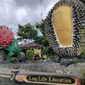 Kebun Durian Warso Farm di Bogor: Daya Tarik, Jam Buka, dan Rute