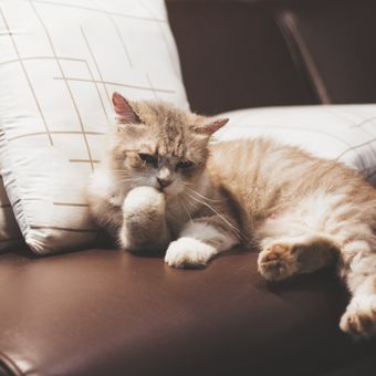 Ilustrasi kucing di sofa. 