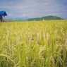 Kisah Petani Padi di Sumbawa Semakin Terhimpit Mahalnya Biaya Produksi
