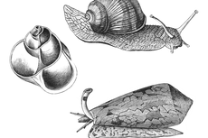 Pengertian Gastropoda, Ciri-ciri, dan Cara Reproduksinya