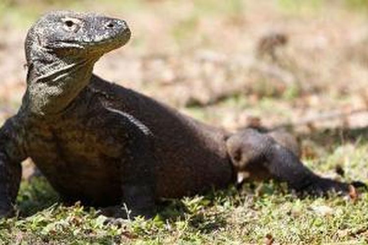 Satwa endemik Komodo (Varanus komodoensis) di Pulau Rinca, Kecamatan Komodo, Manggarai Barat, Nusa Tenggara Timur, Senin (4/6/2012).   KOMPAS IMAGES/RODERICK ADRIAN MOZES