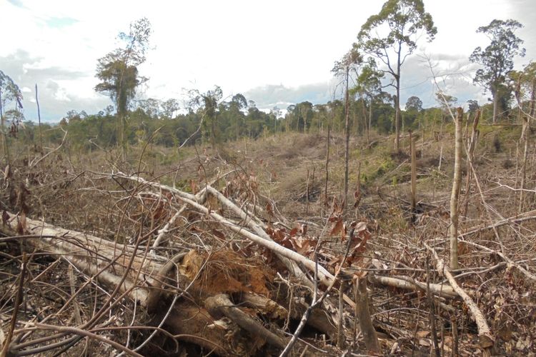 Ribuan hektare kawasan Hutan Produksi (HP) dijualbelikan warga di Kabupaten Mukomuko, Bengkulu