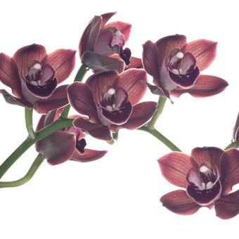 Ilustrasi Chocolate orchid atau anggrek cokelat
