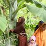 Heboh Pohon Pisang Raksasa Ponorogo, Warga Berdatangan Ingin Berfoto