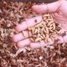 Cara Mudah Budidaya Maggot di Rumah bagi Pemula, Tanpa Bau dan Hasilkan Cuan