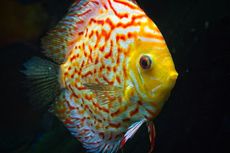 6 Fakta Menarik Ikan Diskus, Si Raja Ikan Hias Akuarium