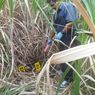 Mayat Pria Ditemukan di Lahan Tebu Situbondo, Diduga Korban Pembunuhan