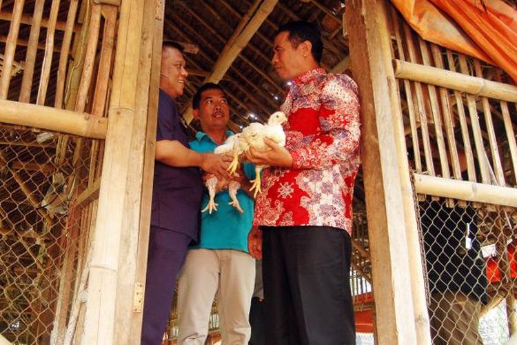 Menteri Pertanian Amran Sulaiman saat mengunjungi salah satu peternakan ayam di wilayah Tonjong, Kabupaten Bogor, Rabu (23/11/2016).