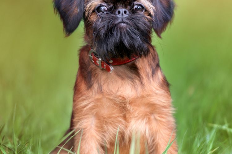 Ilustrasi ras anjing Brussels Griffon.
