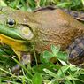 Bullfrog Amerika, Katak Besar Pemangsa Ular