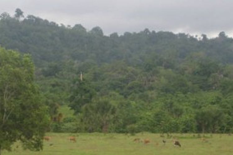 Taman Nasional Alas Purwo.
