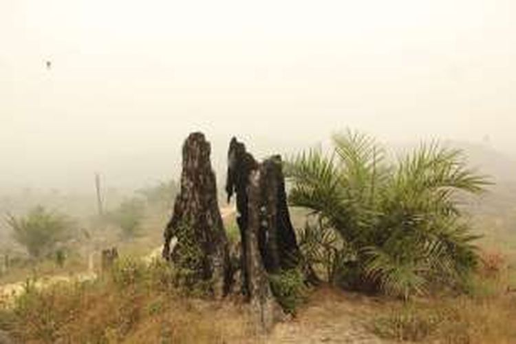 Tanaman kelapa sawit di areal inti Taman Nasional Tesso Nilo (TNTN). Sejauh mata memandang hanya ada sawit di sela-sela tunggul kayu terbakar. 