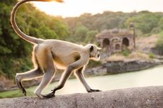 Sebanyak 1.500 Monyet Ekor Panjang Diusulkan Diekspor Untuk Kepentingan Biomedis