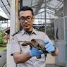 Pengiriman Ilegal Puluhan Kura-kura Ambon Digagalkan di Bakauheni