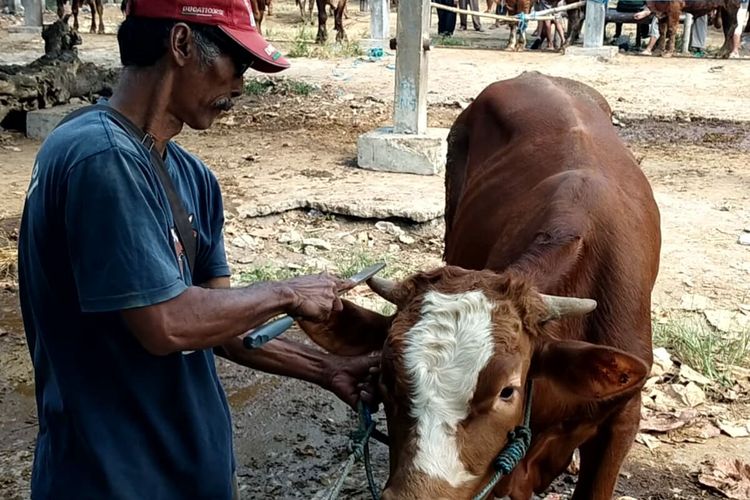 Pekerja salon sapi di Pasar Dimoro, Kota Blitar membersihkan tanduk dan kuku sapi, Rabu (14/6/2023)
