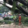 Petugas Suku Dinas Kehutanan Evakuasi Pohon Beringin Tumbang di Pasar Pondok Labu