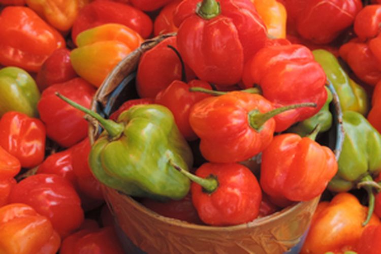 Cabai kotokkan, hasil panen cabai kotokkan