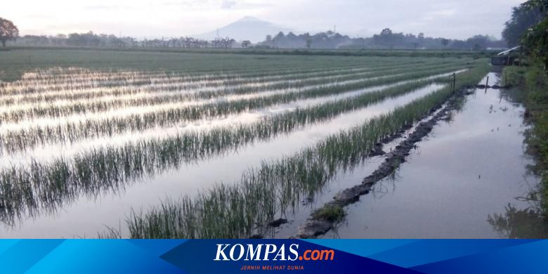 Ini Cara Petani Bawang Merah Tetap Produktif Saat Musim Hujan Halaman All Kompas Com