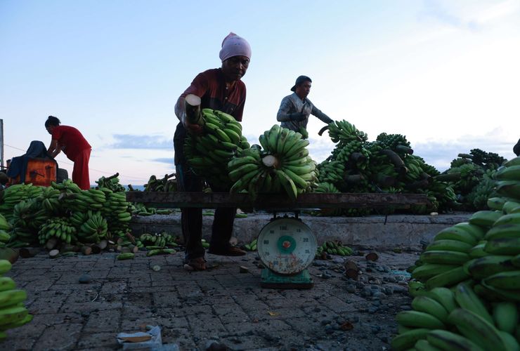 BERITA FOTO: Penurunan Panen Pisang di Lampung