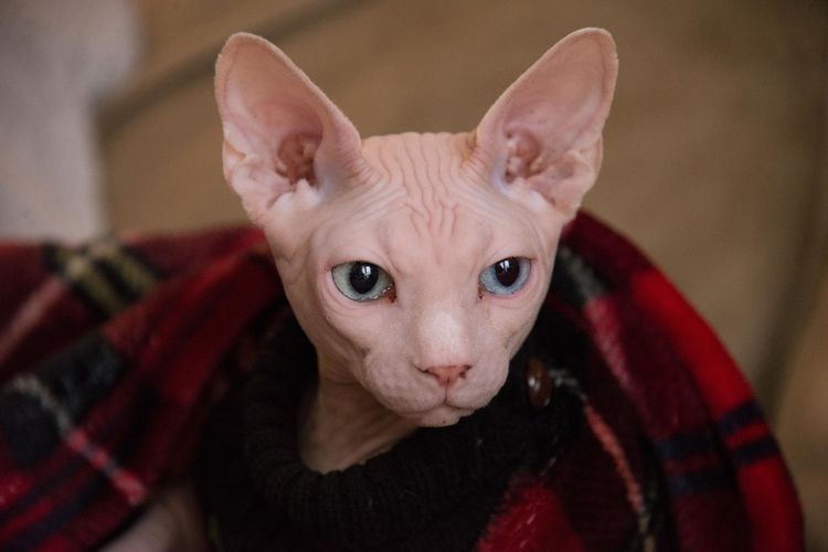 Sphynx