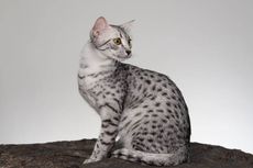 10 Ras Kucing Paling Langka, Ada Anggora, Sphynx, dan Devon Rex