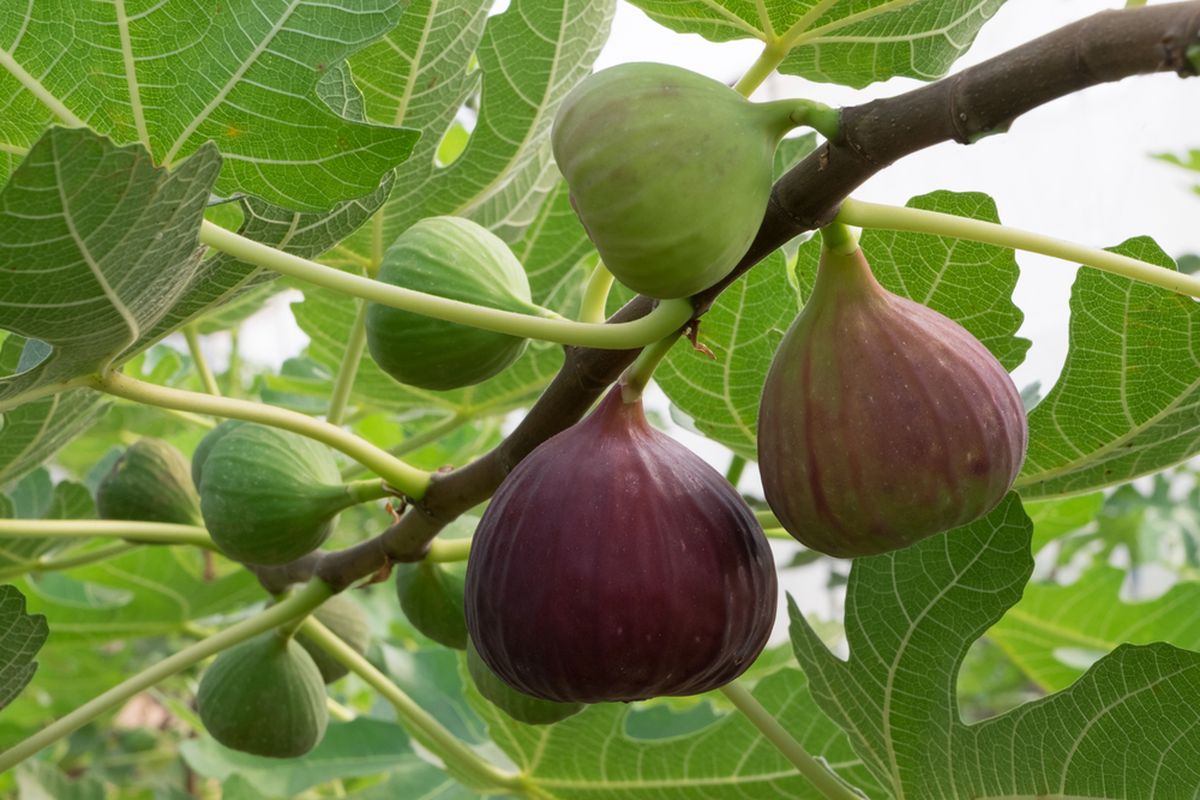 Ilustrasi buah tin. Dikenal juga sebagai buah ara merupakan pohon paling awal yang dibudidayakan di dunia. Tanaman ini bernama latin Ficus carica yang berasal dari Timur Tengah.