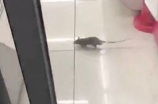 Dampak Topan Hagibis, Kawanan Tikus Serbu Kota Ini di Jepang 