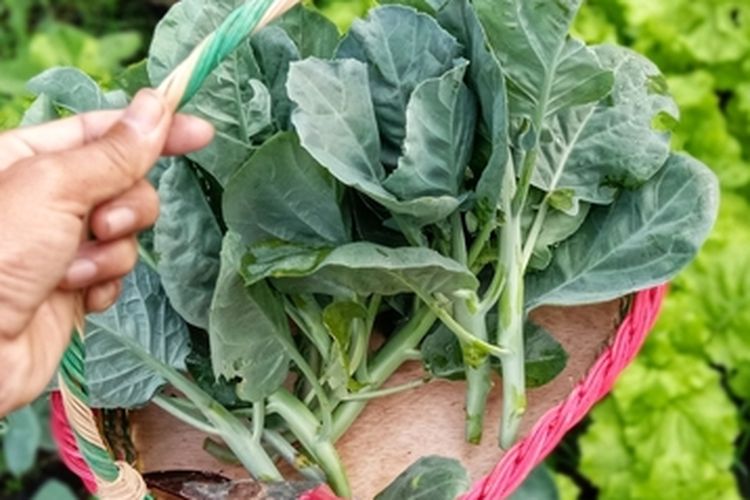 Ilustrasi sayur daun kailan