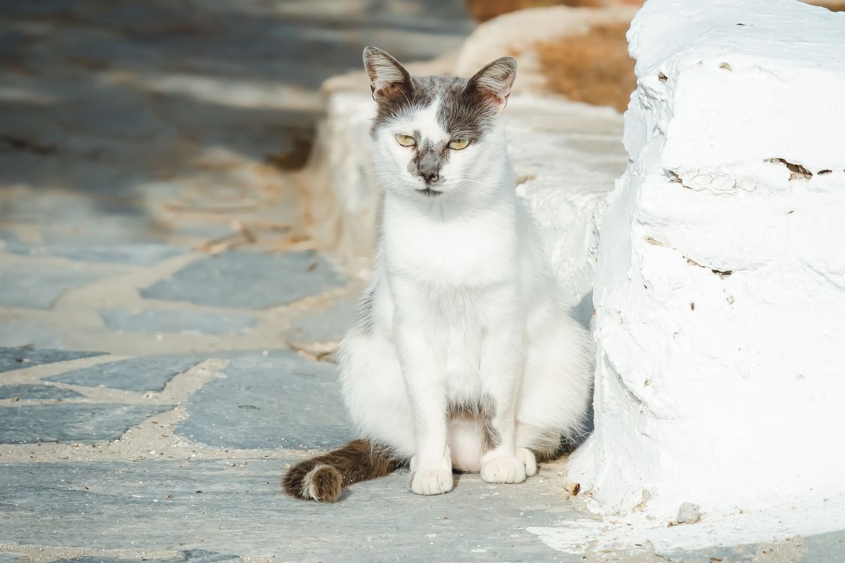 Ilustrasi kucing aegean