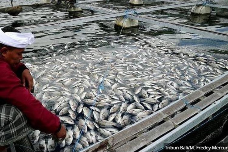 Ribuan Ikan  Mati Keracunan  Belerang Peternak di Danau 