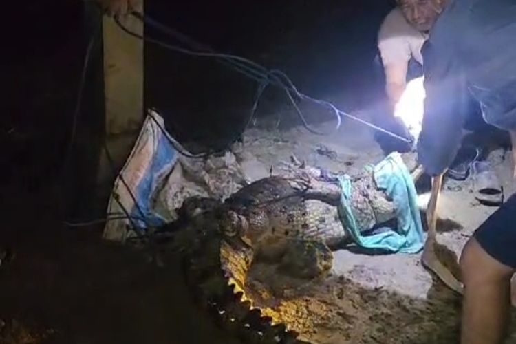 TEROR BUAYA: Buaya sepanjang 2 meter yang kerap meneror warga Kabupaten Bone, Sulawesi Selatan dengan berkeliaran di pemukiman penduduk pada malam hari berhasil ditangkap warga, Rabu (13/6/2024).